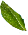 Palm leaf